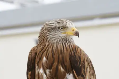 Nahaufnahme eines sitzenden Rotmilans.