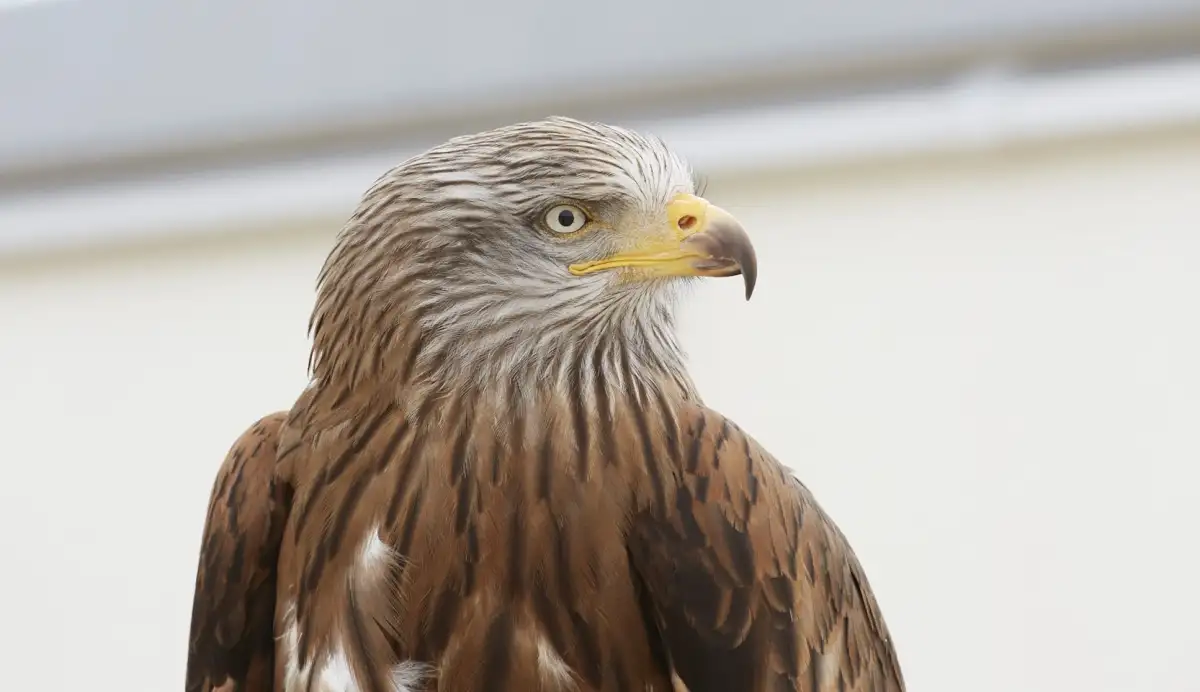 Close-up of a red kite.